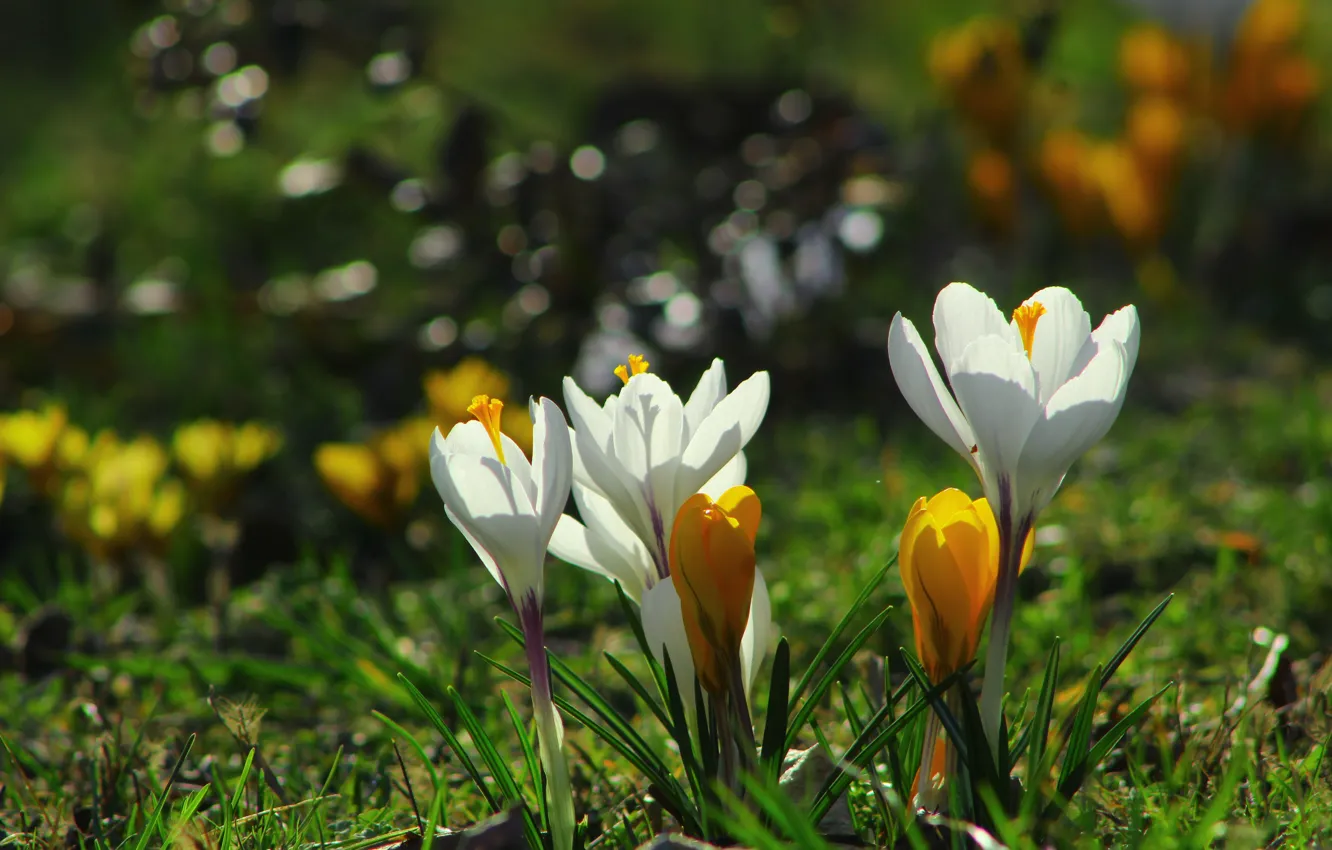 Фото обои flower, spring, crocus