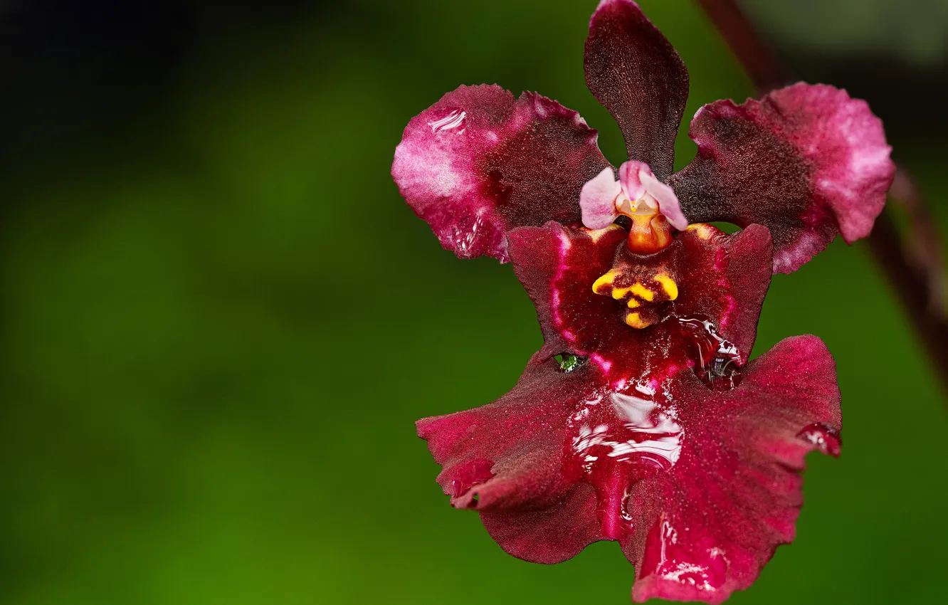 Фото обои цветы, фон, орхидея