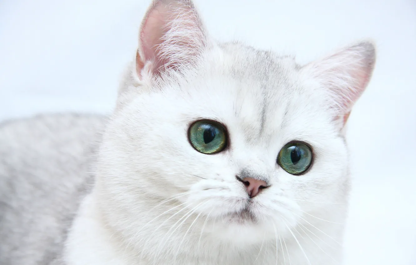 Фото обои кошка, кот, котёнок