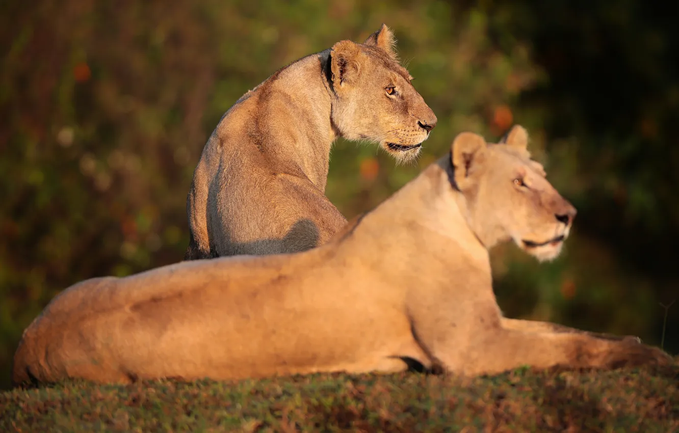 Фото обои Africa, savannah, lionesses