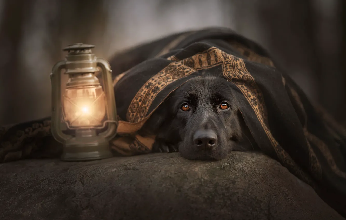 Фото обои взгляд, морда, камень, собака, фонарь, плед, Немецкая овчарка