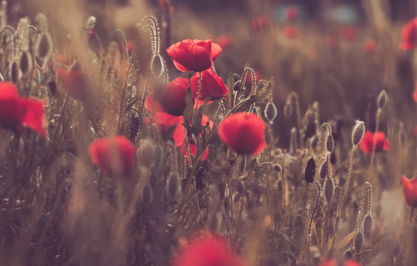 Фото обои поле, закат, цветы, маки, луг