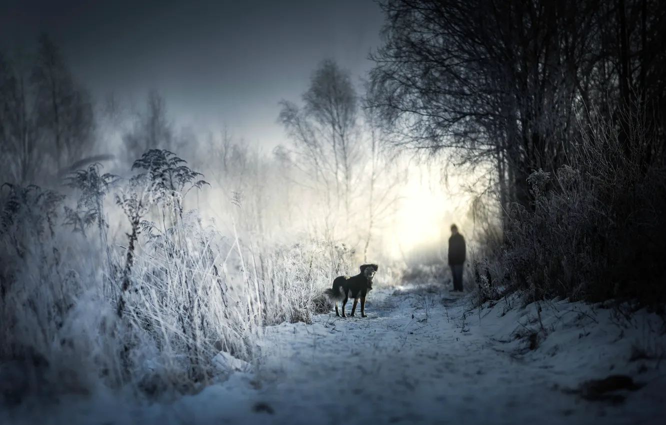 Фото обои зима, снег, друг, утро, пёс