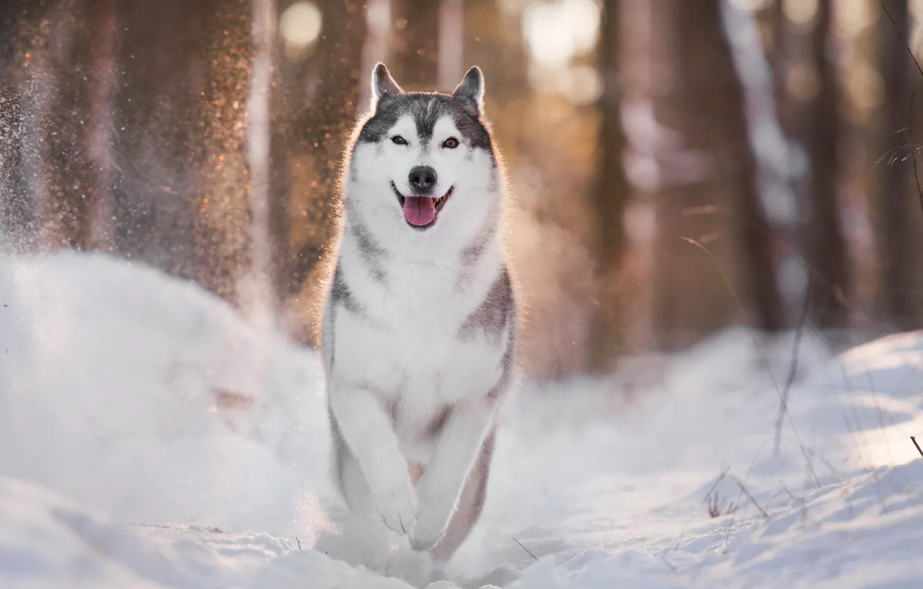 Фото обои зима, свет, собака, хаски, боке