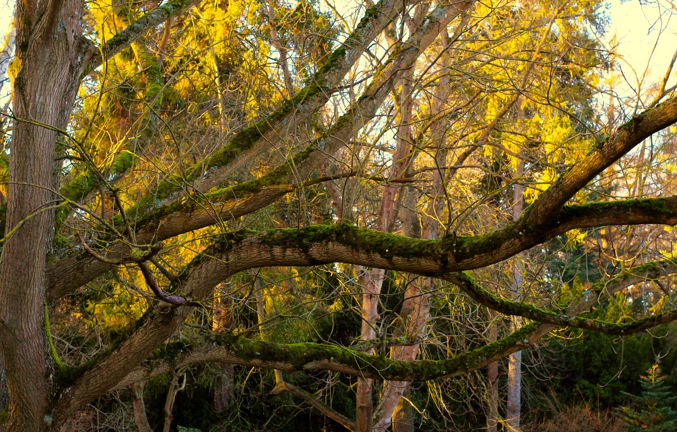 Фото обои park, tree, twig