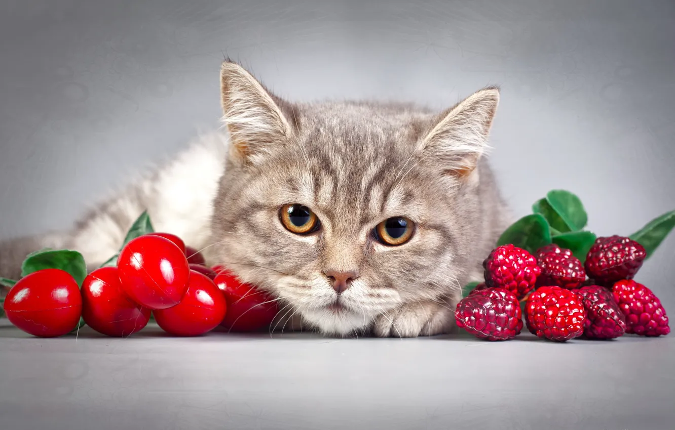 Фото обои кошка, взгляд, фон
