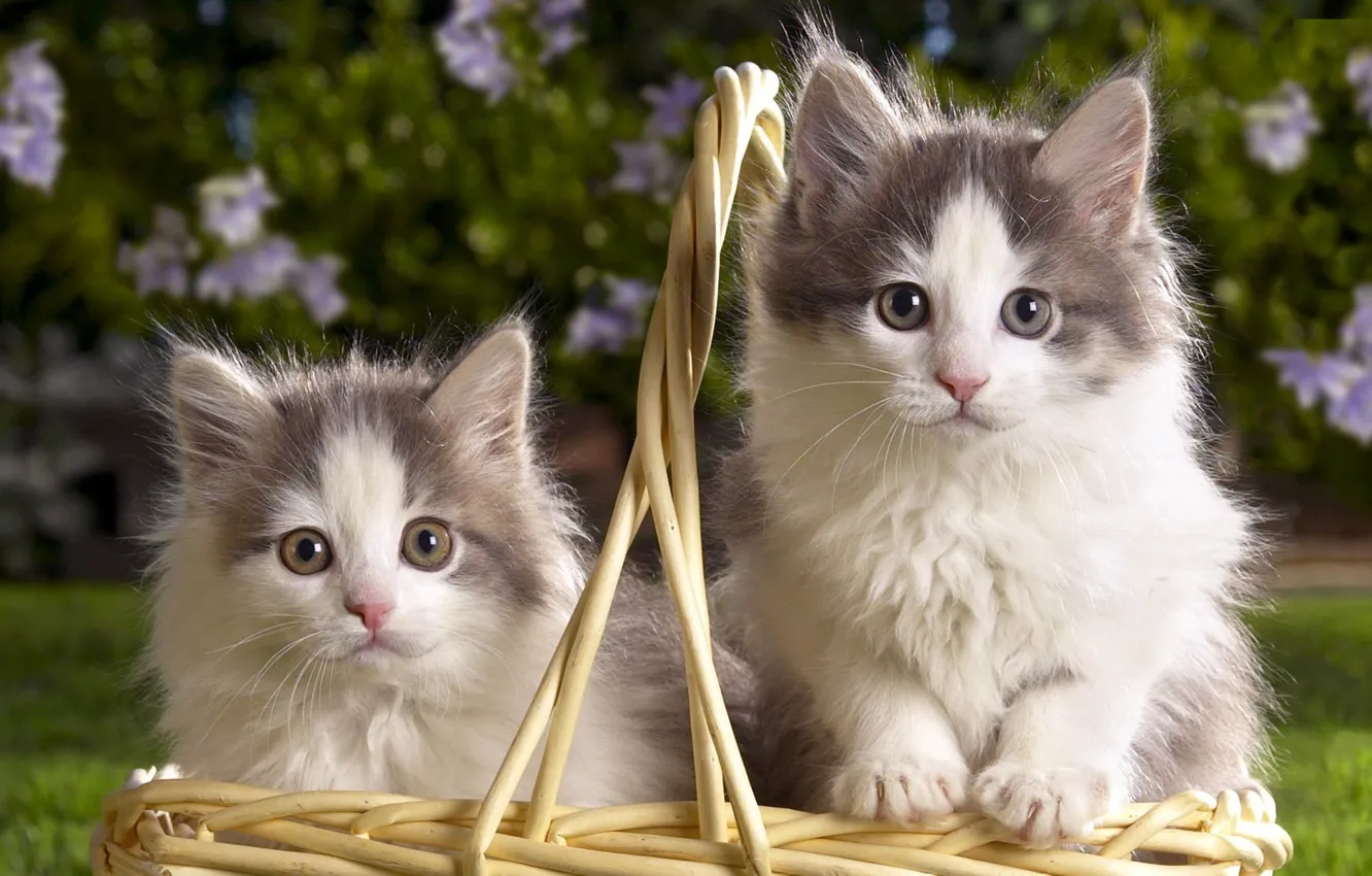 Фото обои корзина, котята, пушистые, двое, двухцветные