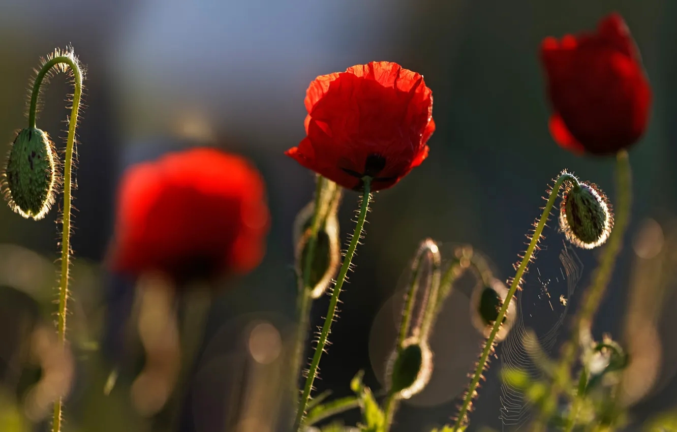 Фото обои свет, цветы, красный, темный фон, мак, маки, паутина, стебель