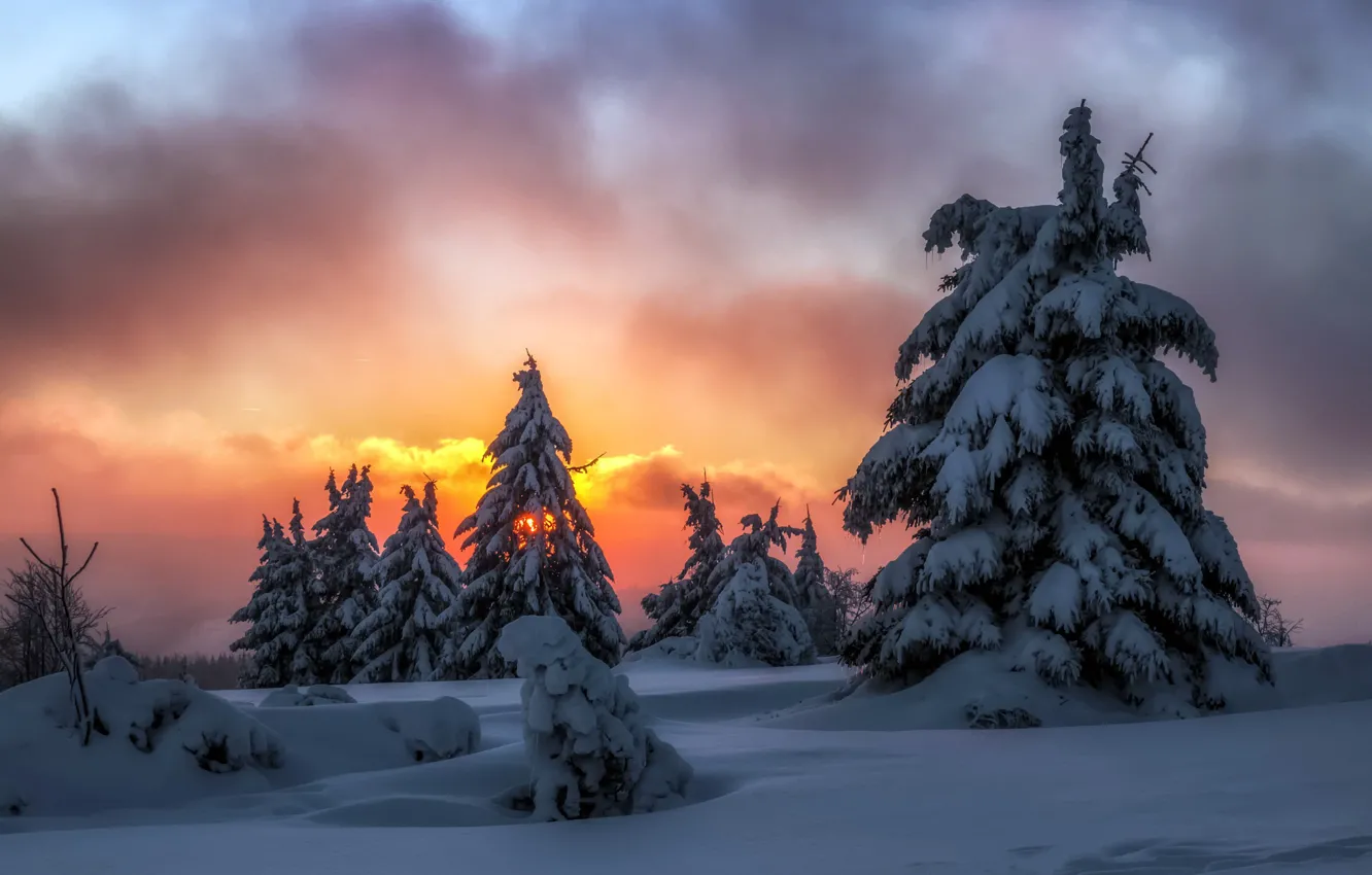 Фото обои зима, снег, ночь, ёлки