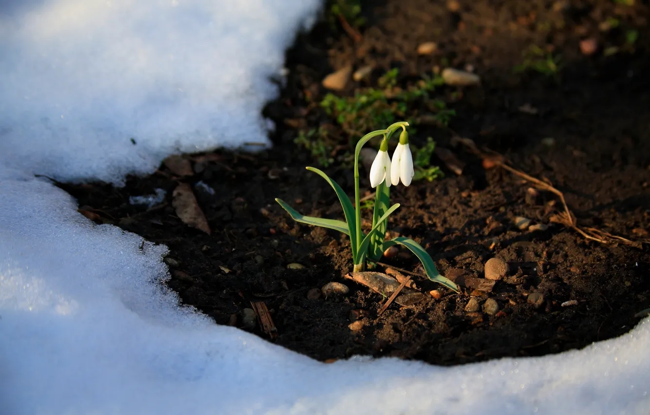 Фото обои снег, цветы, природа, весна, подснежники, первоцветы, проталина