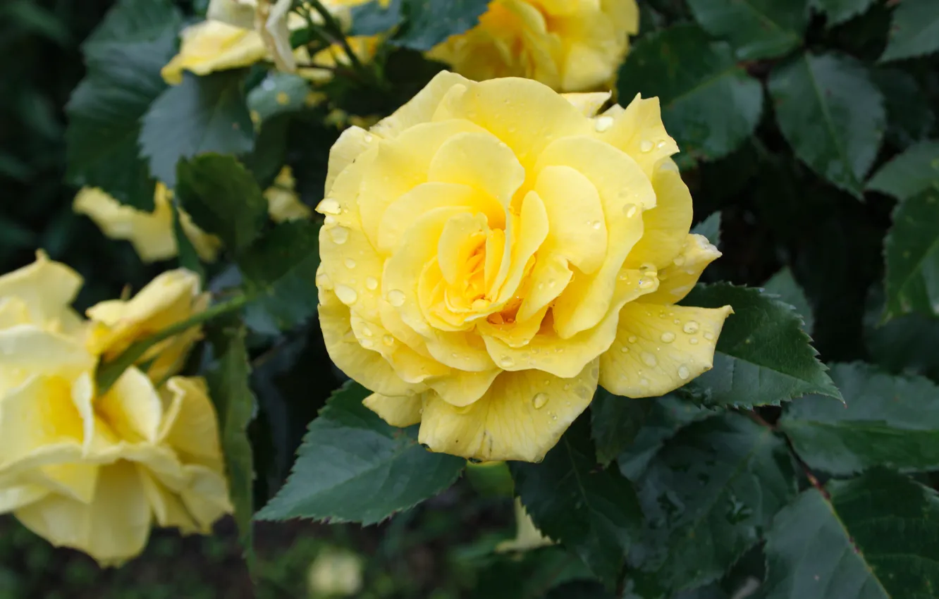 Фото обои капли, желтый, розы