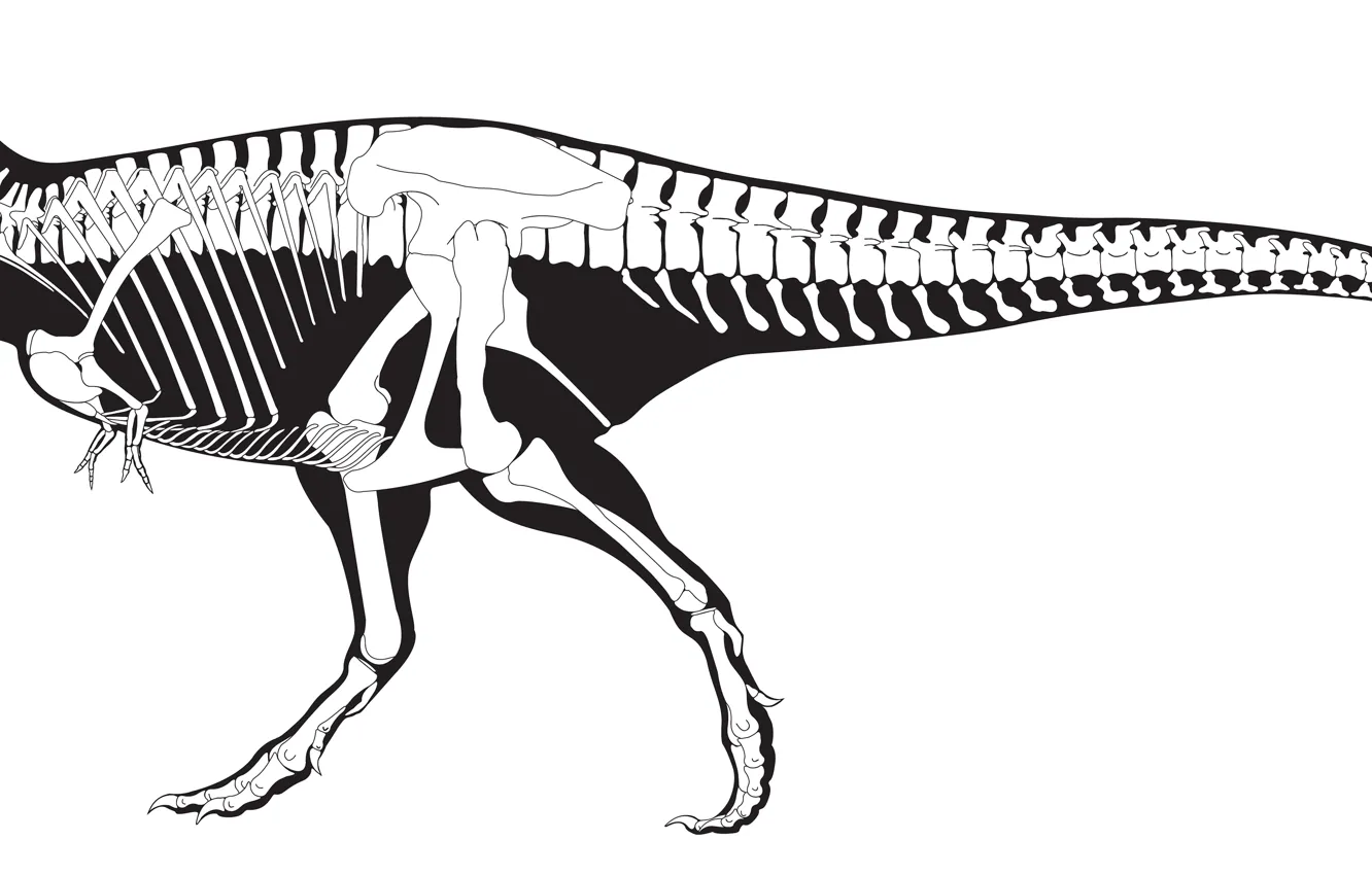 Фото обои white, black, skeleton, dinosaur, Tyrannosaurus