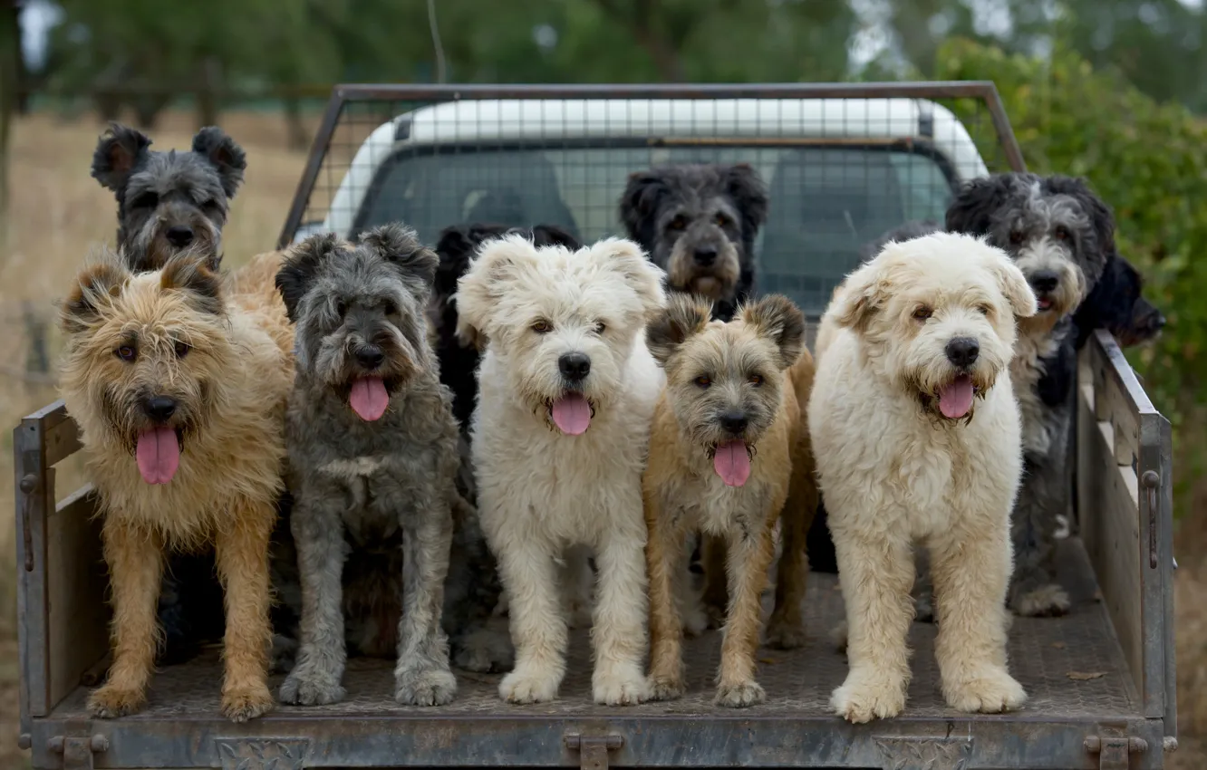 Фото обои машина, собаки, грузовик, языки, кузов, пастушья собака, Барбадо де Терсейра, Barbado da Terceira