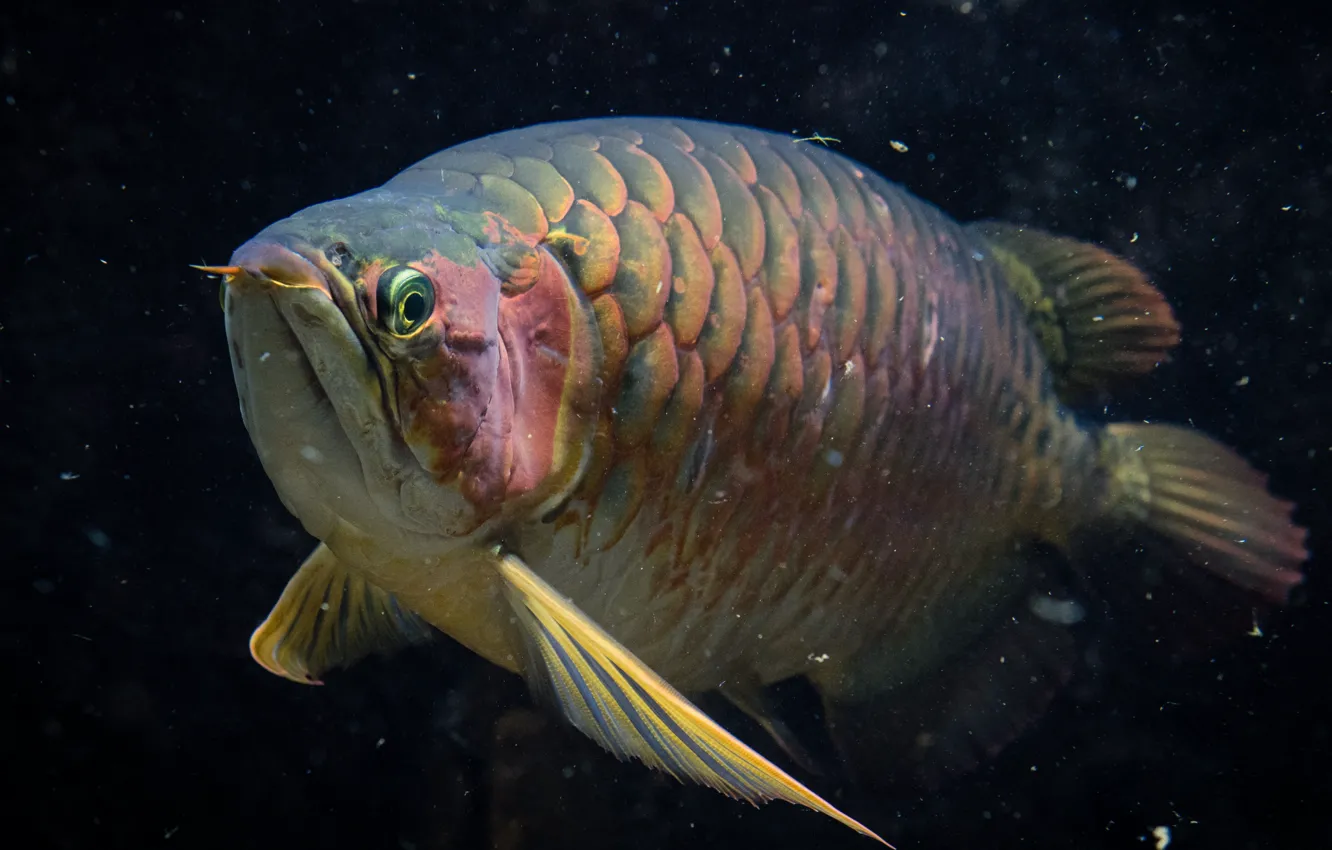 Фото обои colorful, underwater, nature, water, marine, fish, gold arowana
