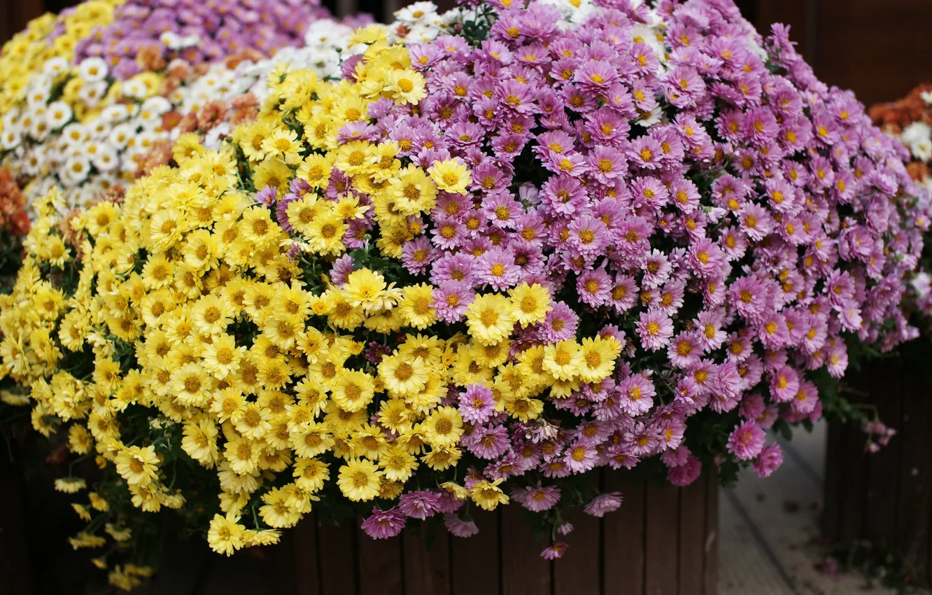 Фото обои осень, цветы, клумба, цветение, хризантемы
