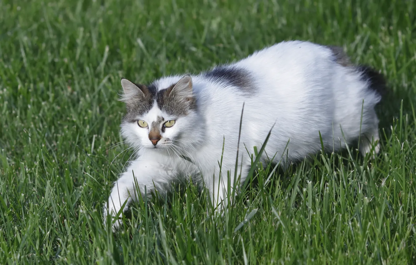 Фото обои кошка, трава, взгляд