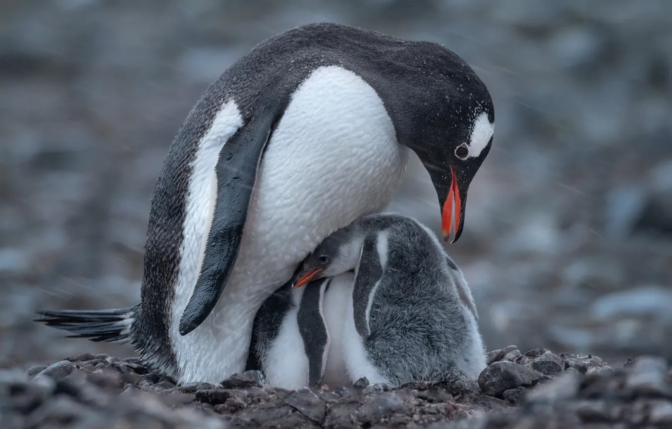 Фото обои снег, птицы, пингвины, птенец, боке, Антарктида, пингвинёнок, Майк Рейфман