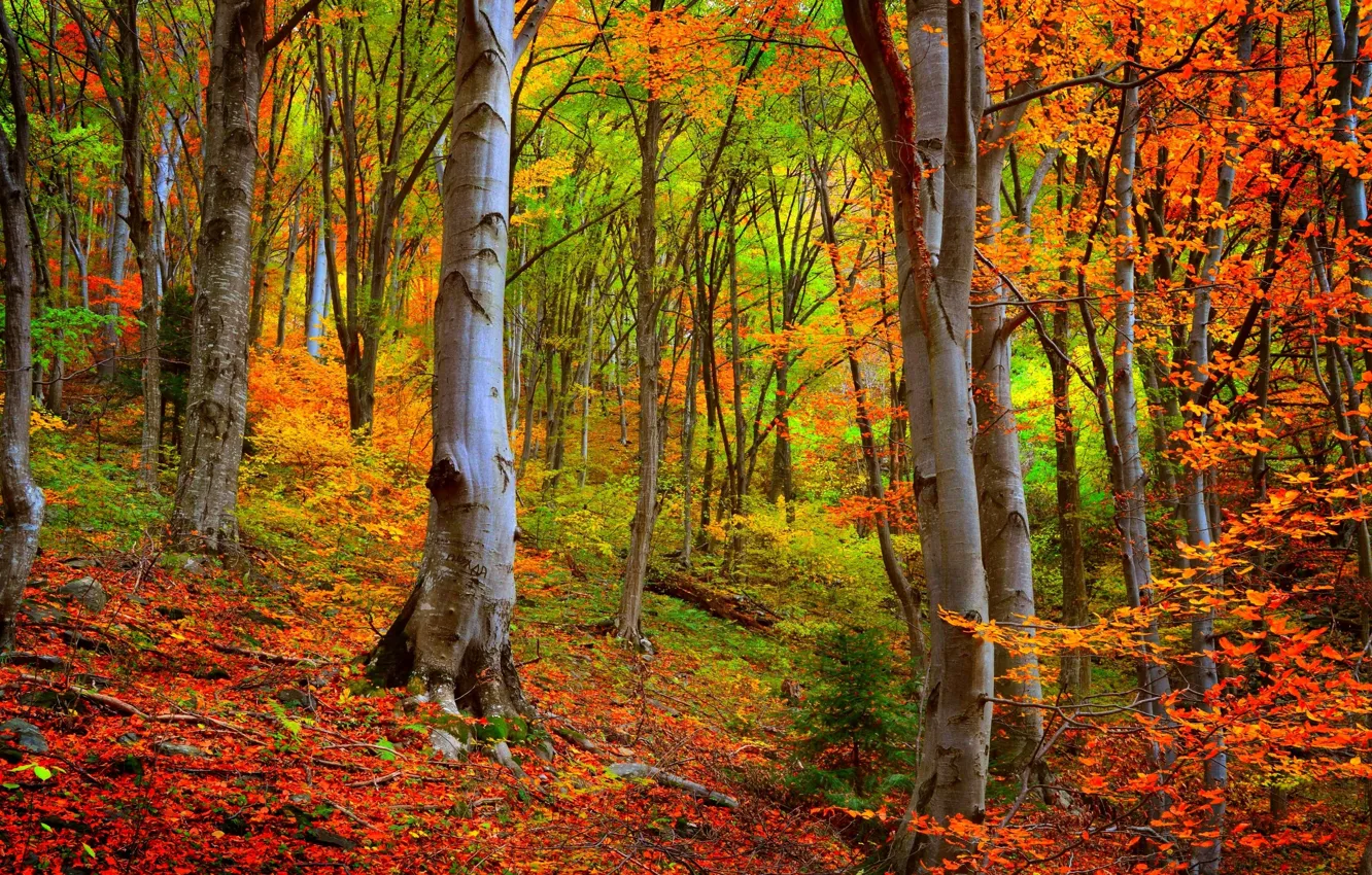 Фото обои осень, лес, деревья, forest, Nature, листопад, trees, autumn