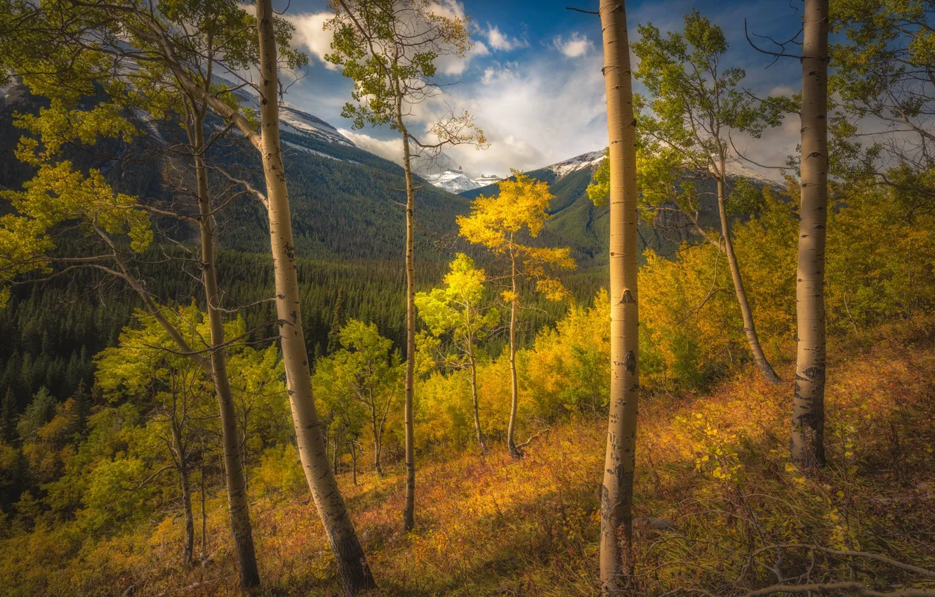 Фото обои осень, лес, небо, облака, деревья, горы, ветки, стволы