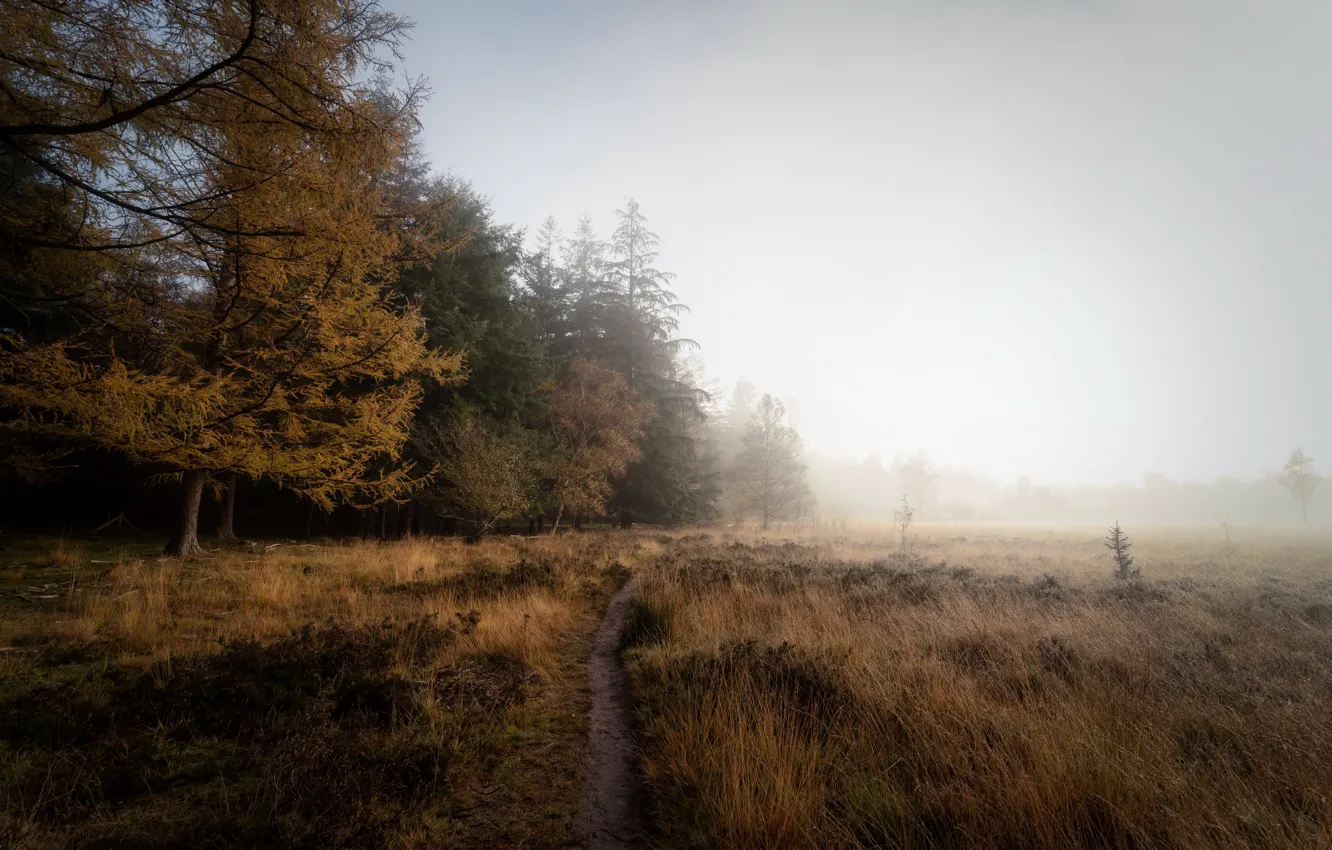 Фото обои поле, осень, туман