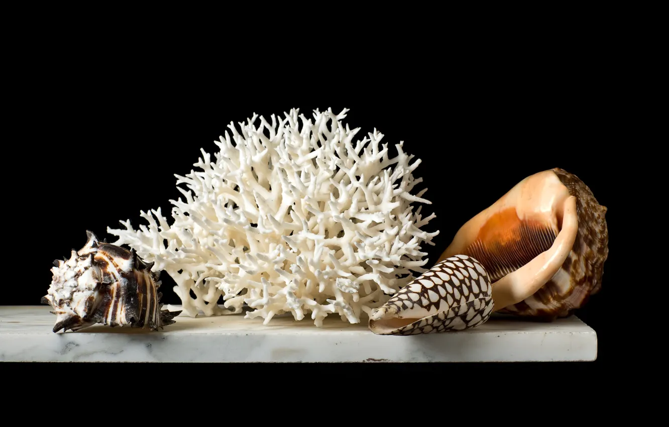 Фото обои кораллы, ракушки, натюрморт