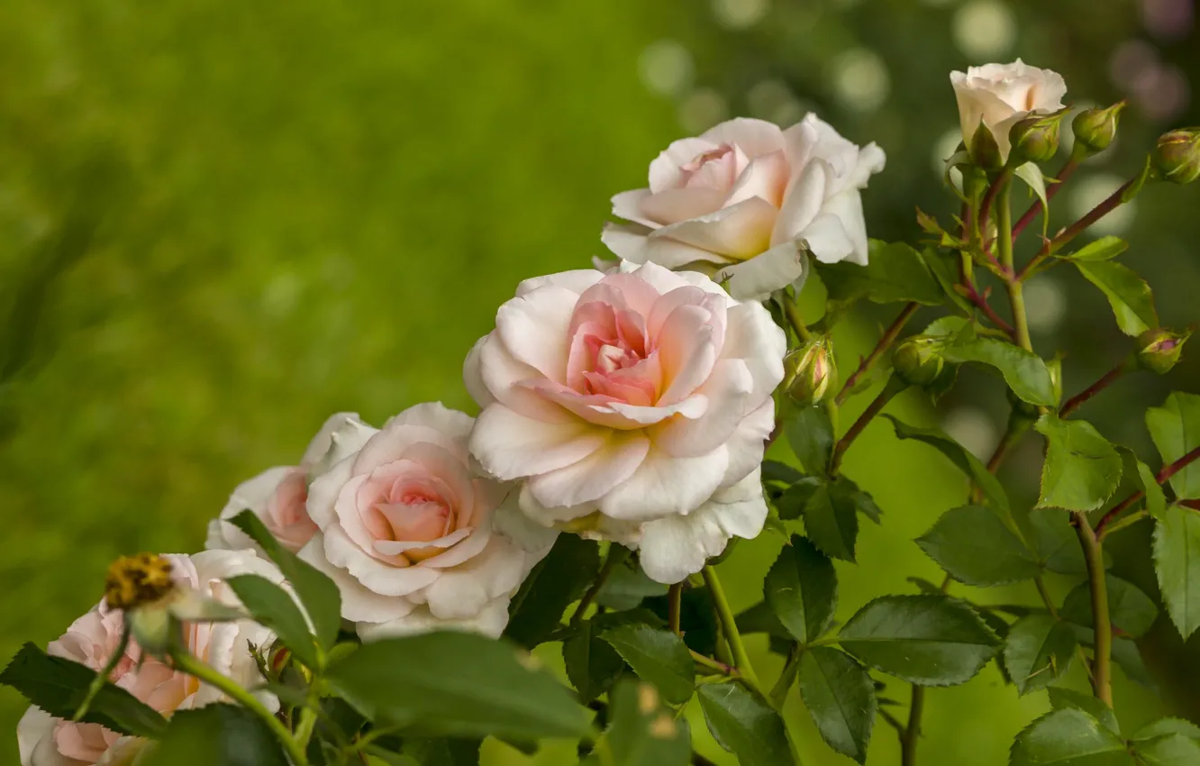 Фото обои розы, ряд, бутончики