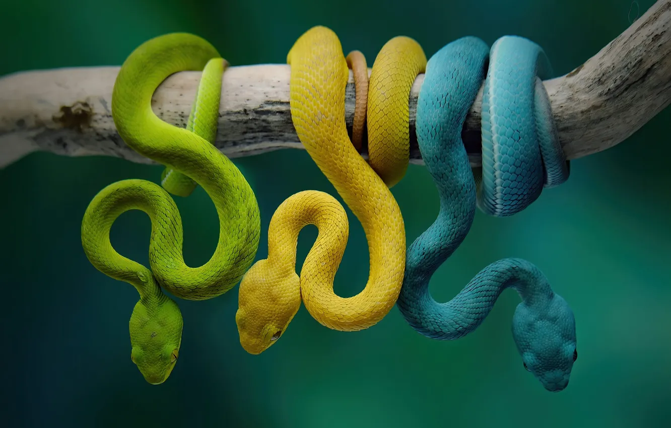 Фото обои змеи, желтый, зеленый, фон, голубой, змея, ветка, малыши
