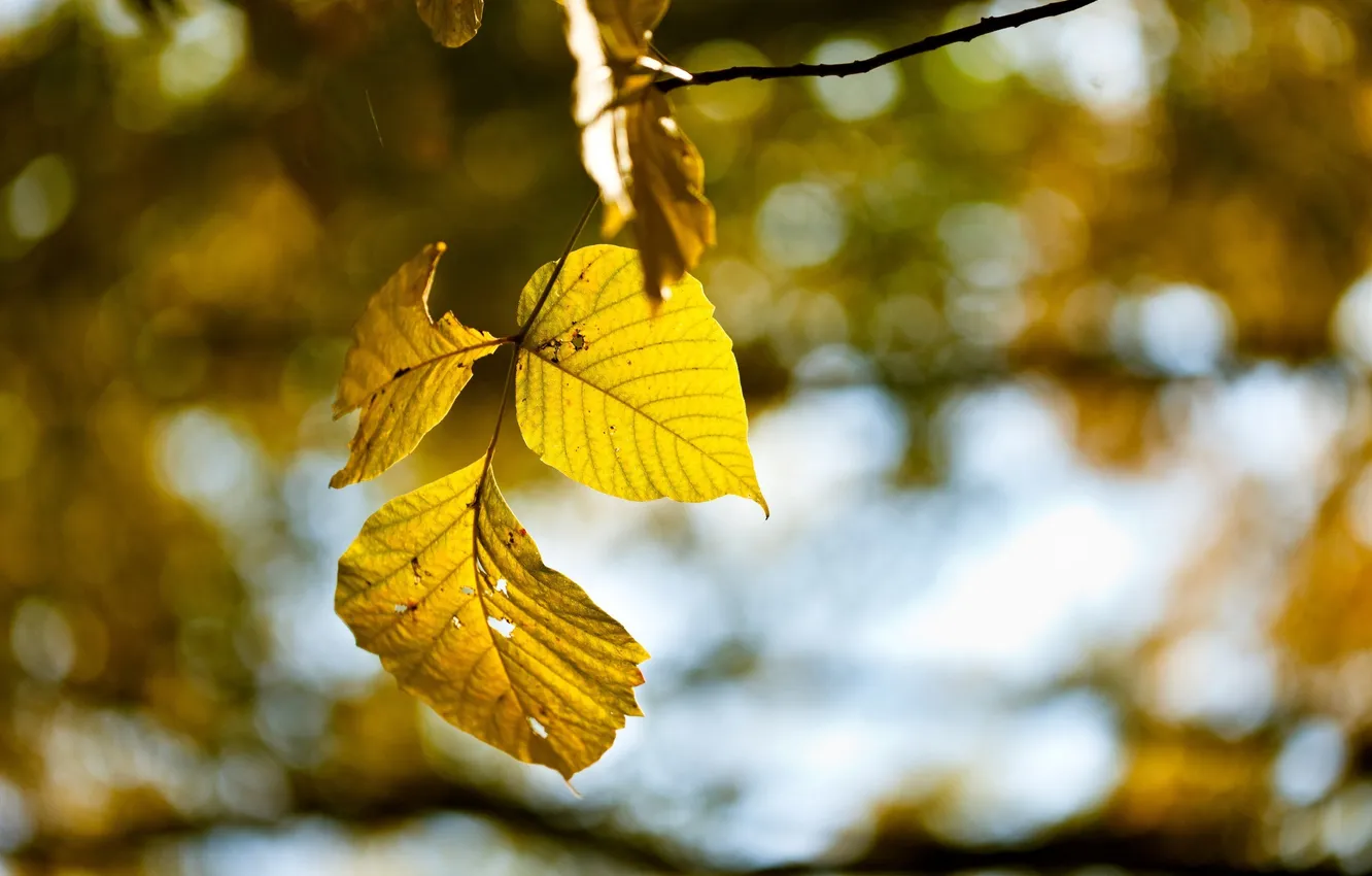 Фото обои осень, лес, листья, природа, ветка, wallpapers
