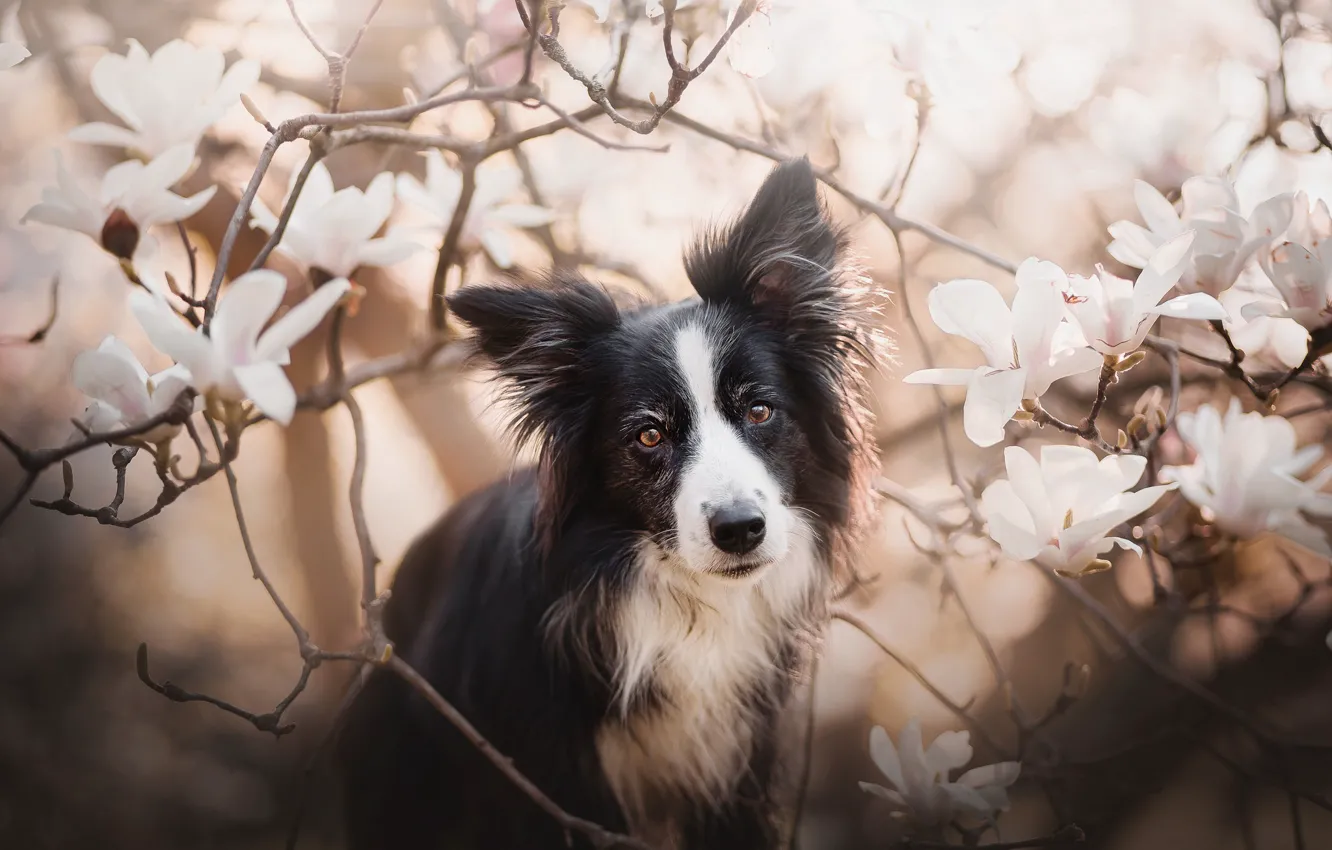 Фото обои взгляд, морда, ветки, собака, цветение, цветки, магнолия, Бордер-колли