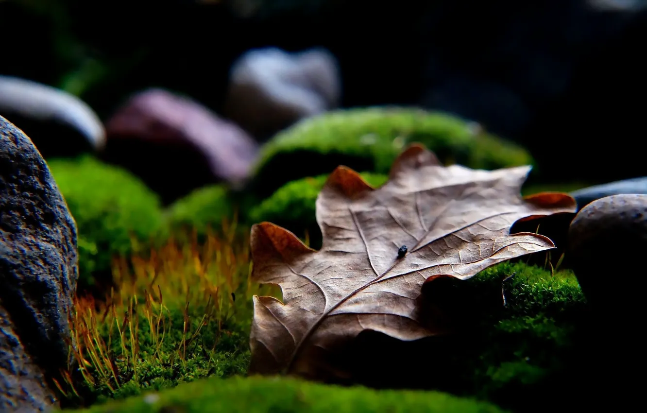 Фото обои stones, leaf, moss