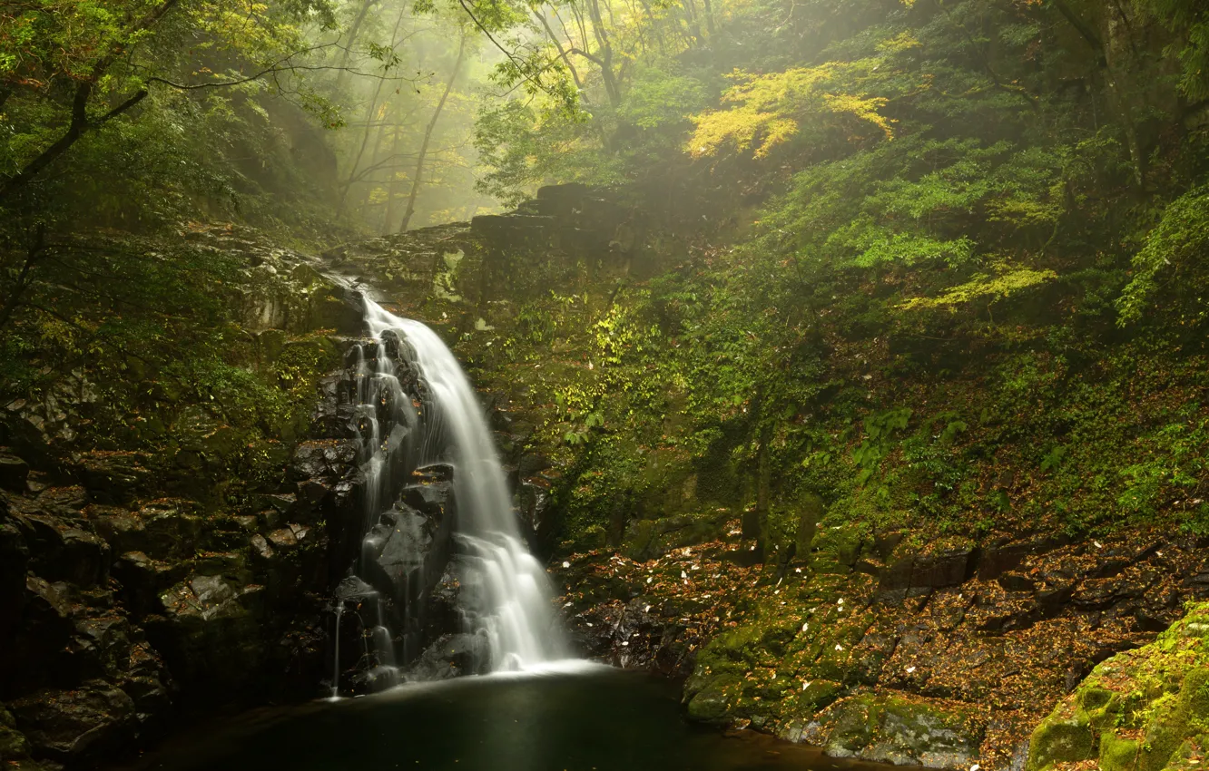 Фото обои лес, листья, деревья, туман, камни, водопад, мох