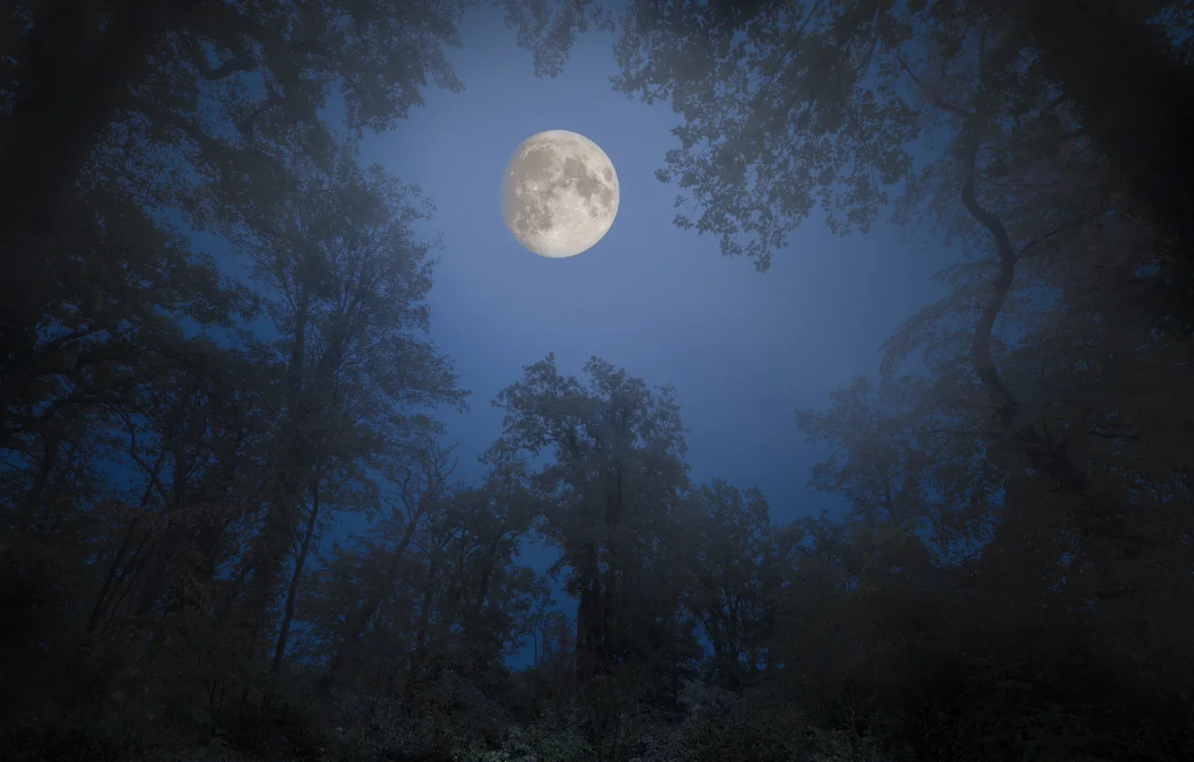 Фото обои лес, небо, деревья, ночь, ветки, парк, луна, лунный свет