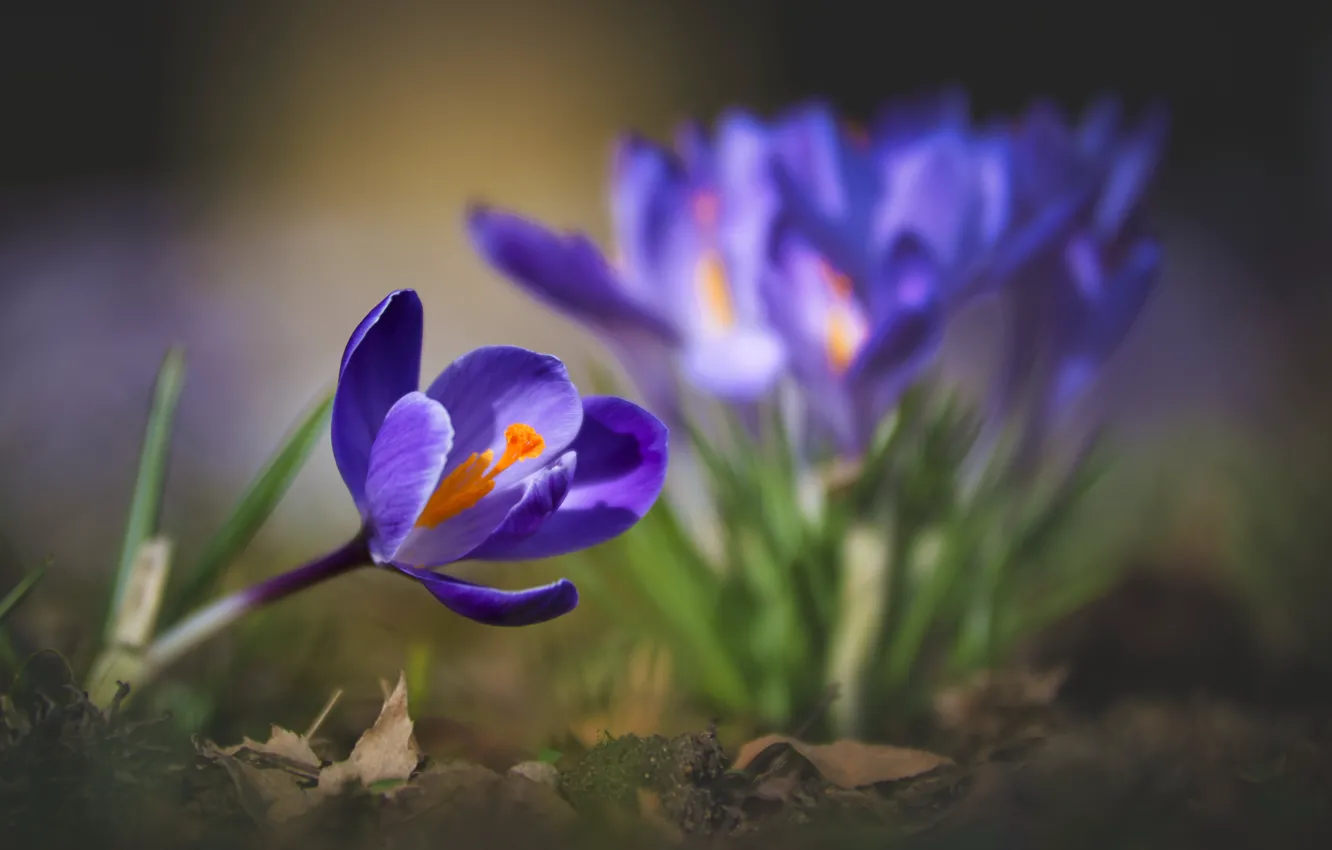 Фото обои макро, природа, весна, крокусы, первоцветы