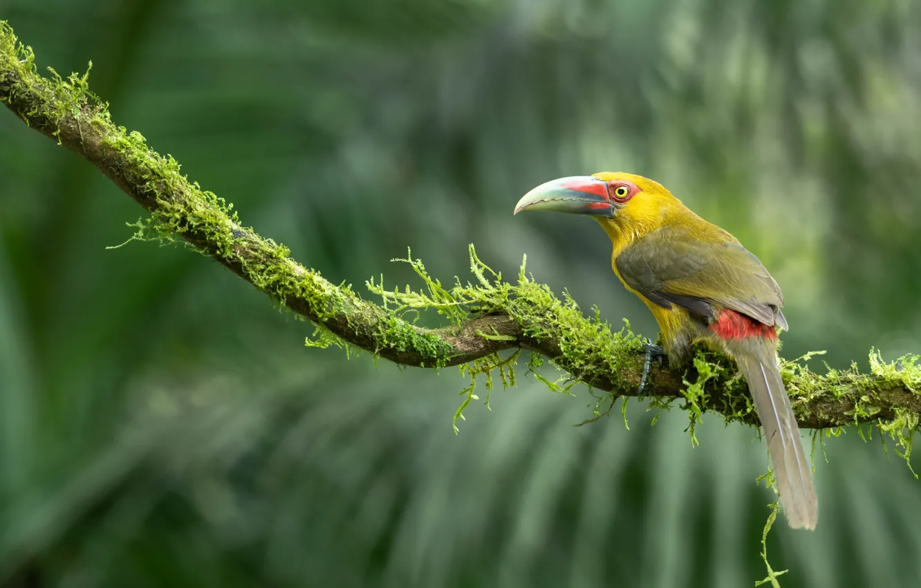 Фото обои ветки, птица, мох, тукан