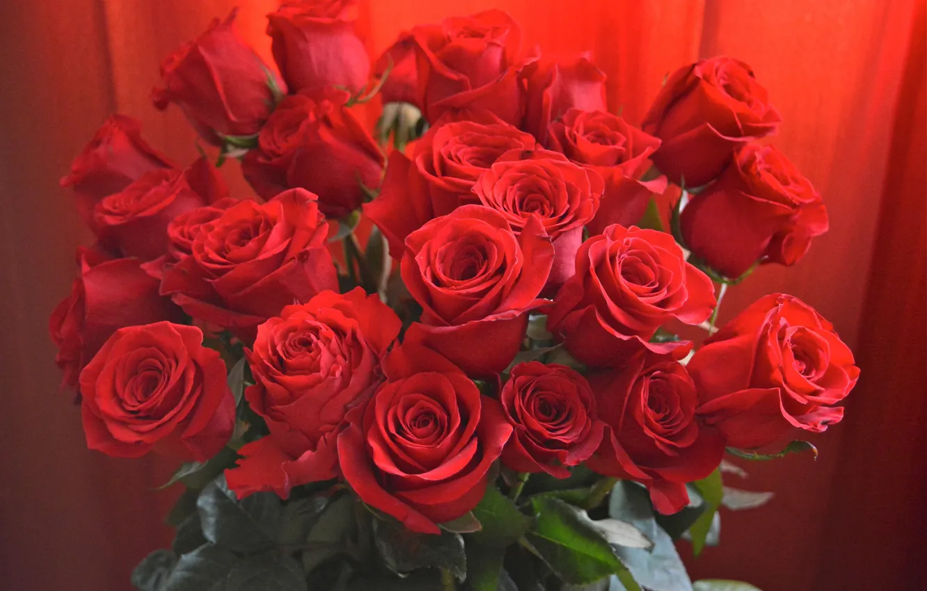 Фото обои листья, розы, букет, красные, бутоны, крупным планом