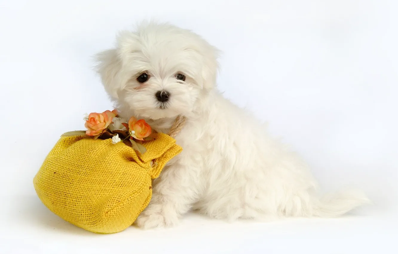 Фото обои цветы, собака, щенок, мешочек