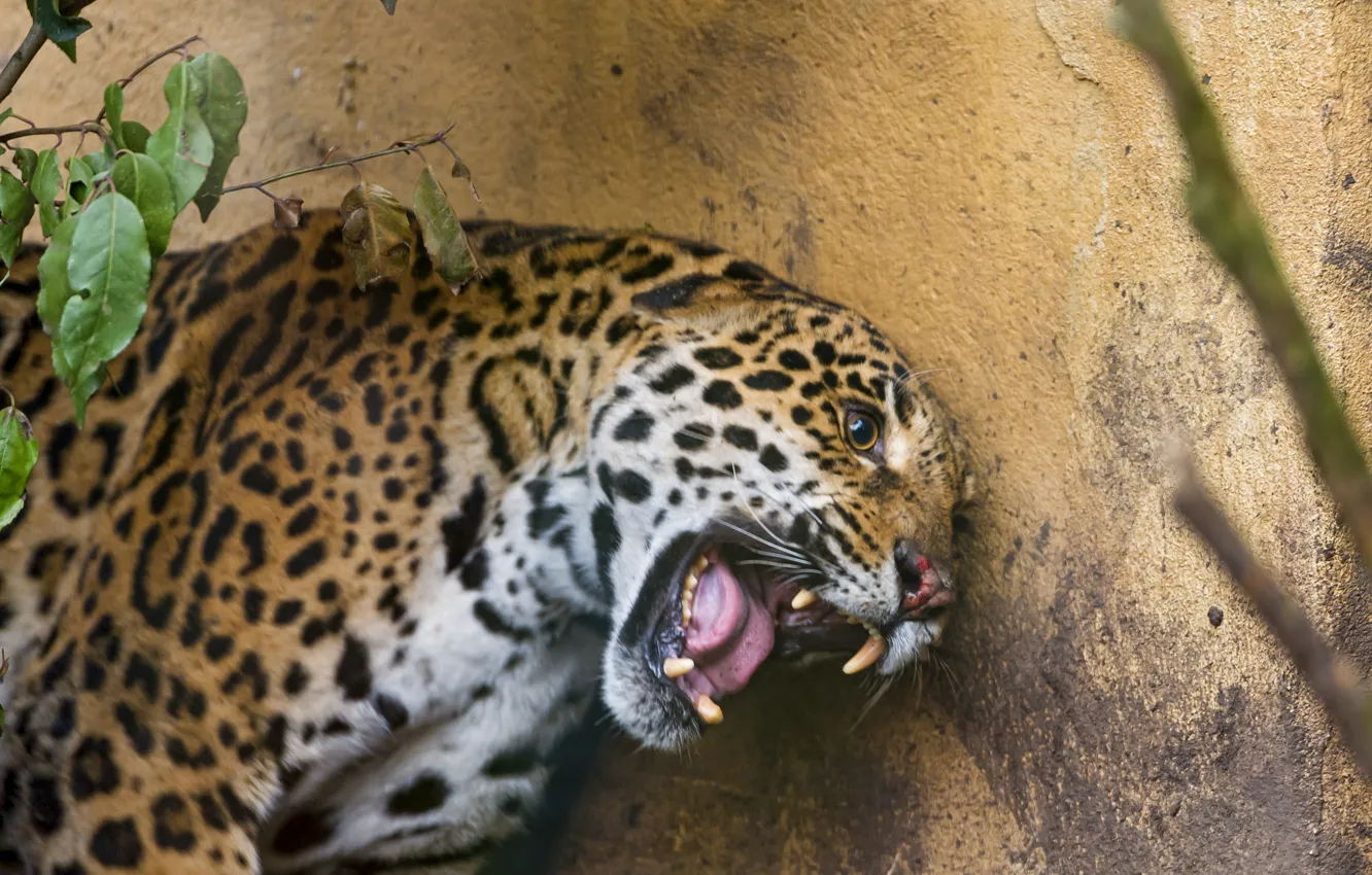 Фото обои кошка, пасть, клыки, ягуар, ©Tambako The Jaguar