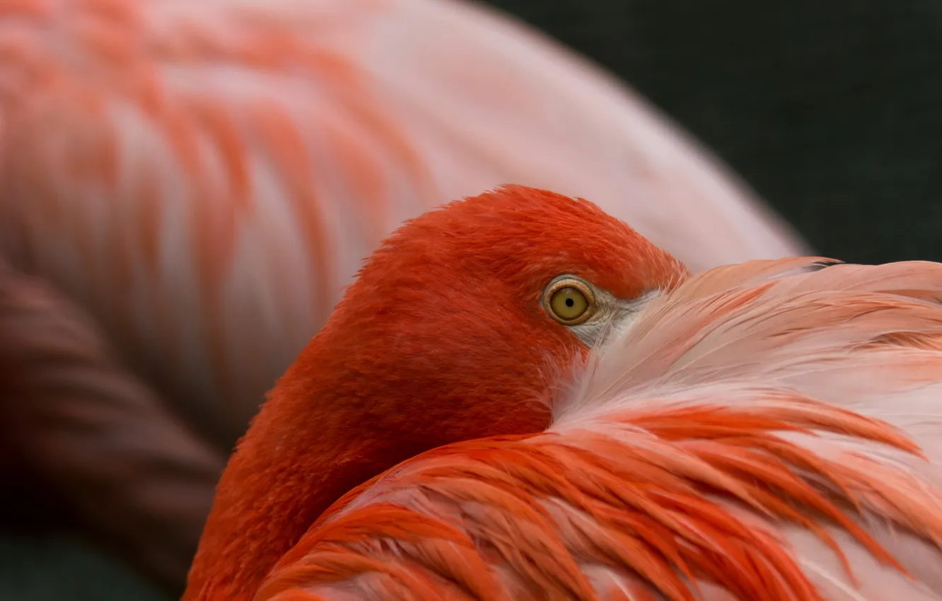 Фото обои макро, глаз, птица, фламинго
