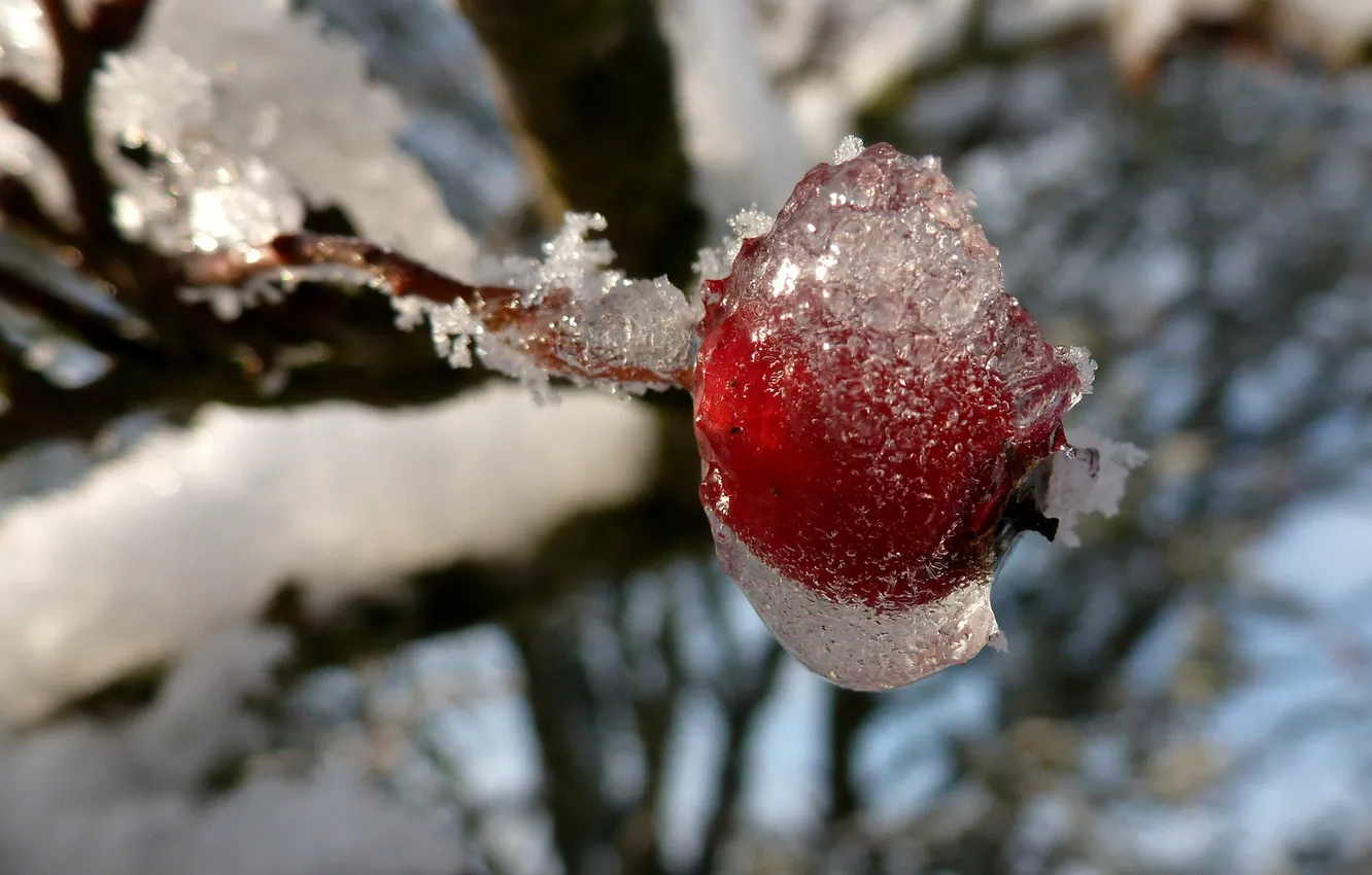 Фото обои холод, лед, зима, иней, ветка, ягода, красная, ягодка