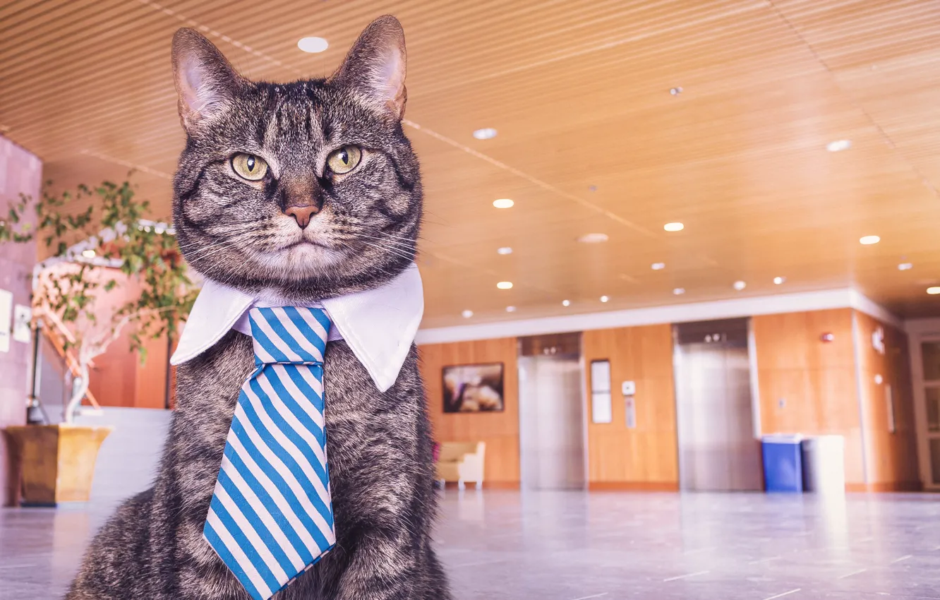 Фото обои кот, cat, cat face, кот в галстуке