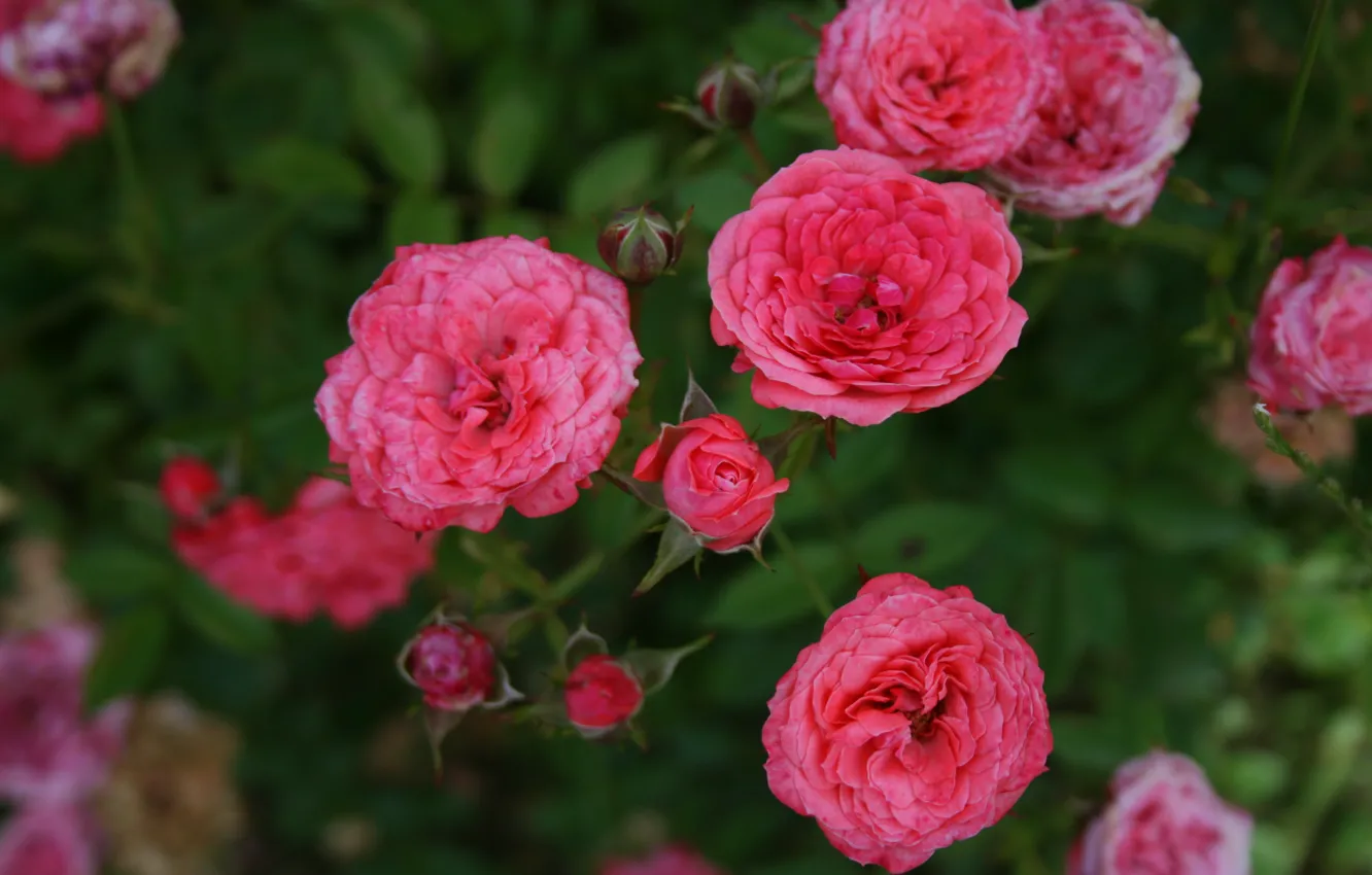 Фото обои цветы, розовый, розы, мелкие