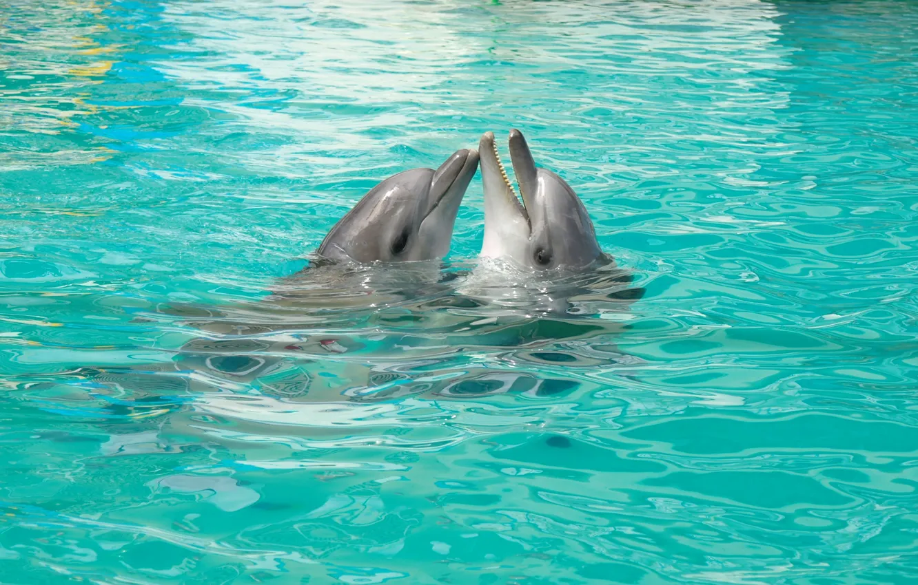 Фото обои Любовь, Игра, Пара, Дельфины