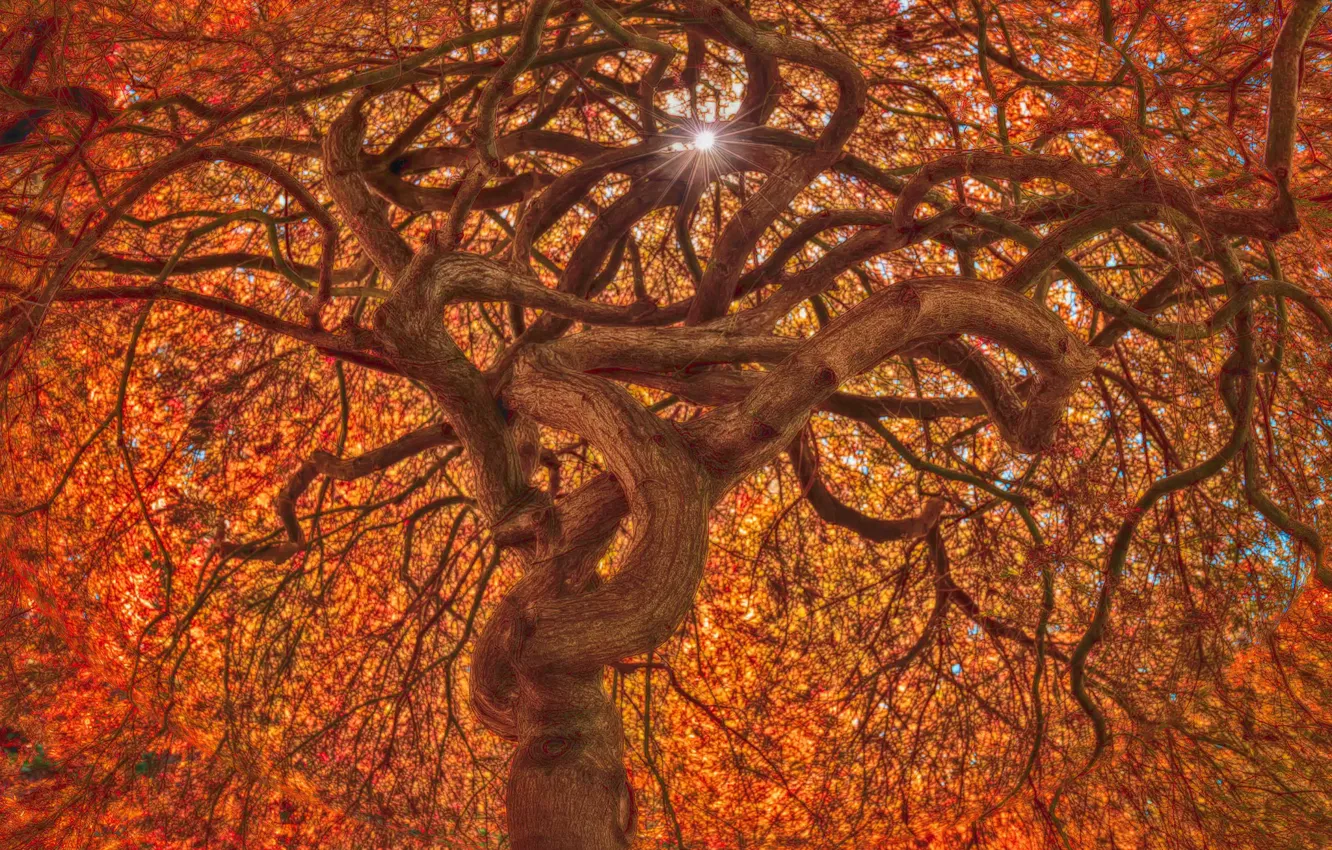 Фото обои солнце, ветки, дерево, крона