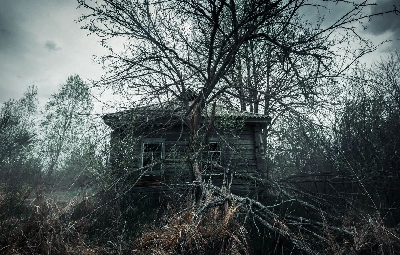 Фото обои деревья, мрак, дома