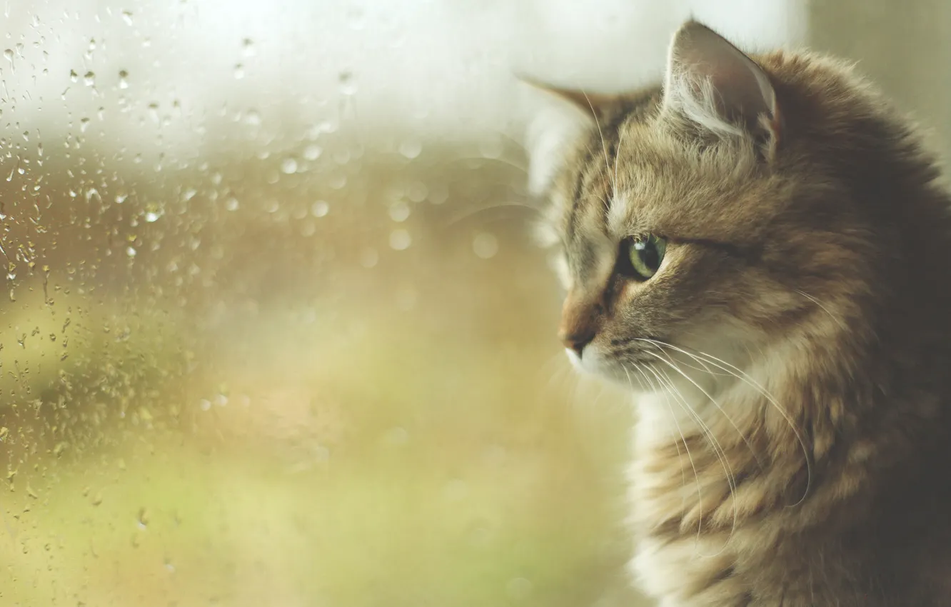 Фото обои осень, кот, капли, котенок, дождь, окно, котэ
