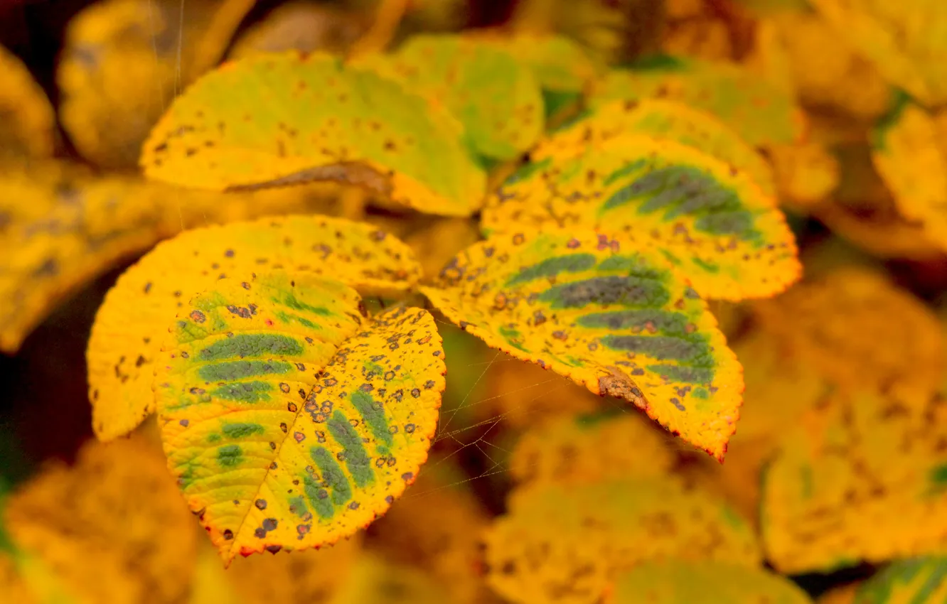 Фото обои autumn, leafs, fall