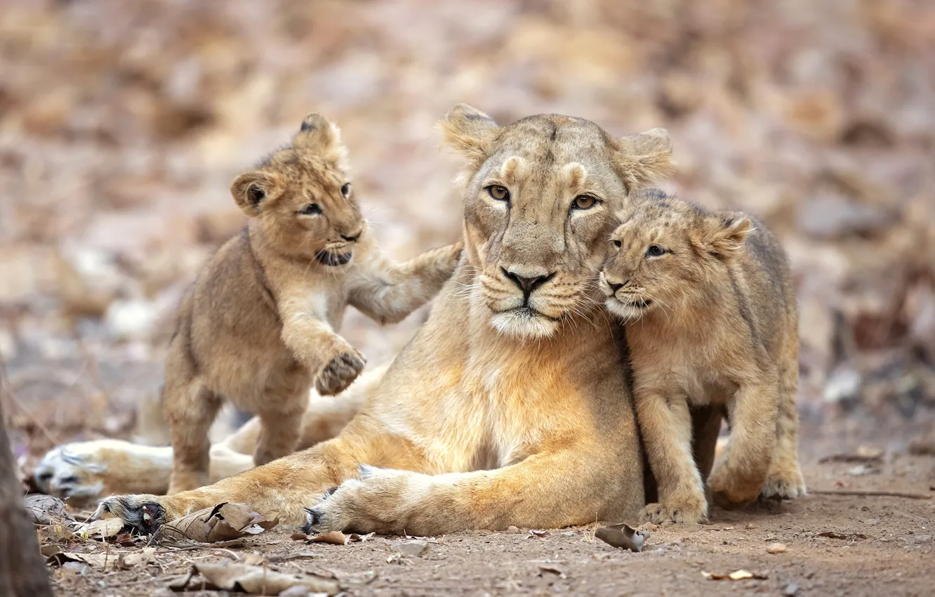 Фото обои львята, львица, pride, lioness, прайд, Milan Zygmunt, lion cubs