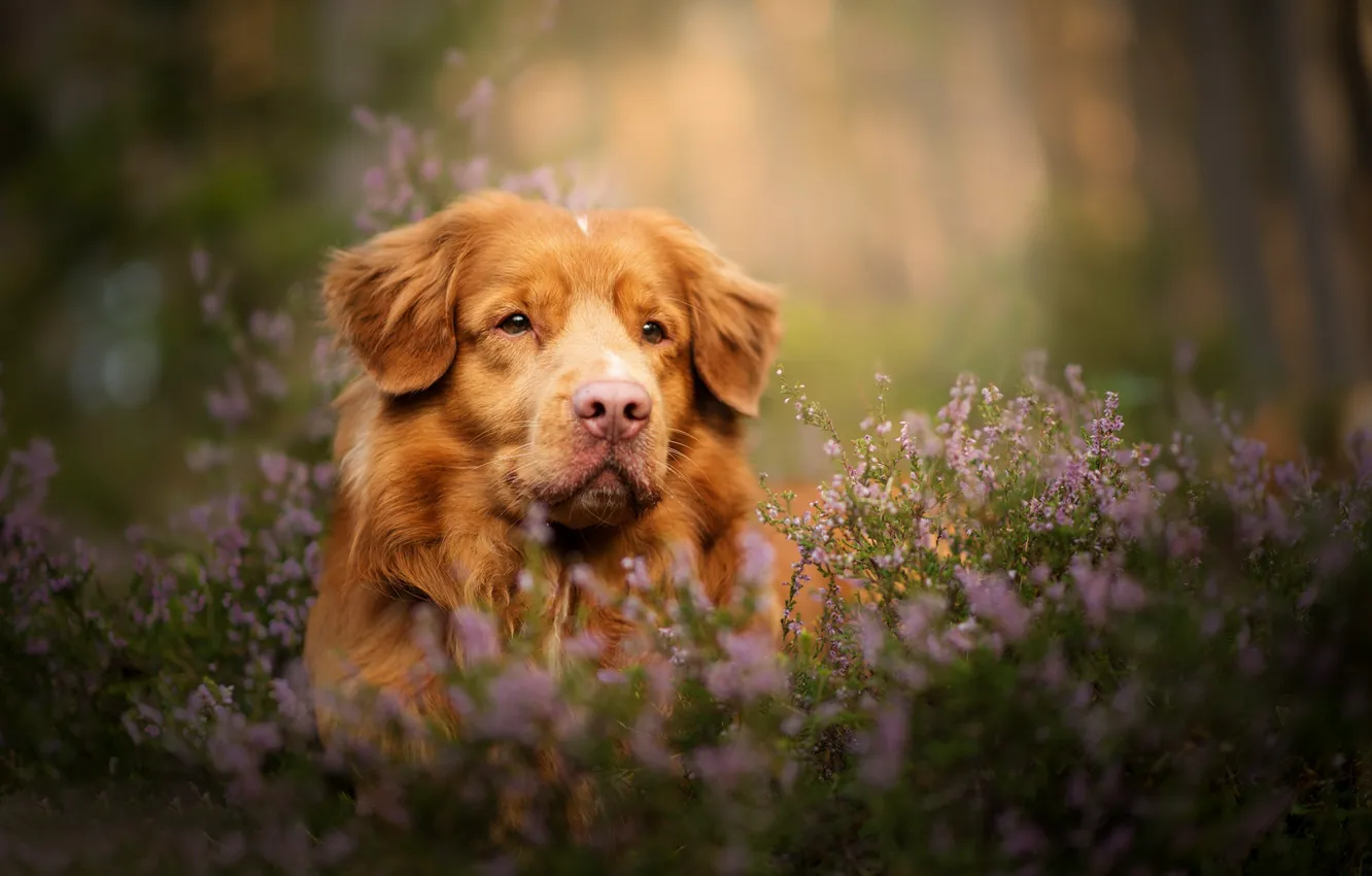 Фото обои взгляд, морда, собака, боке, вереск, Новошотландский ретривер