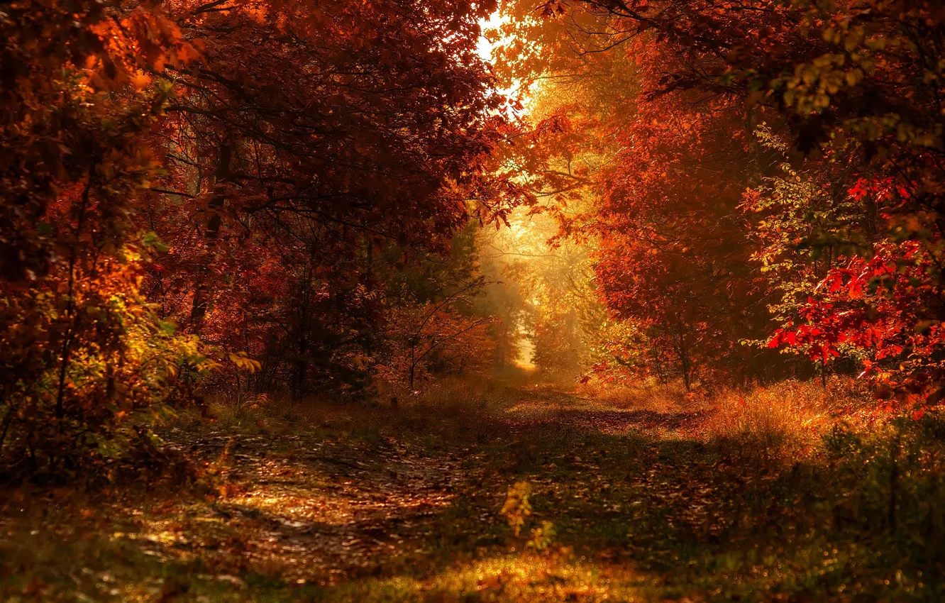 Фото обои осень, лес, боке