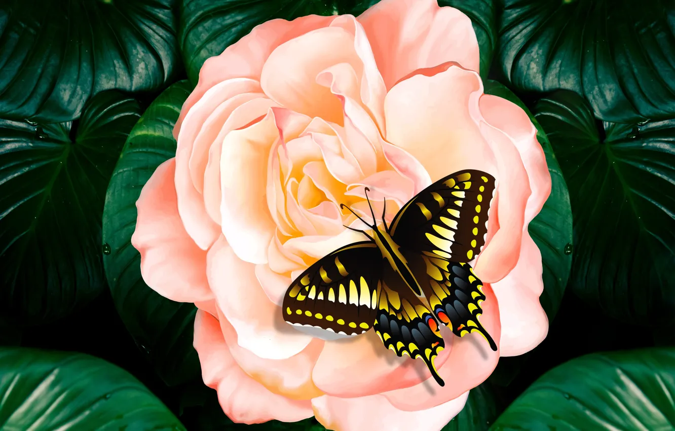 Фото обои butterfly, leaves, garden, plant, petals, pink rose, insect